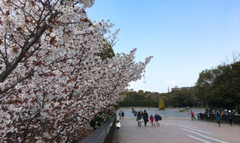 桜とスカイツリー