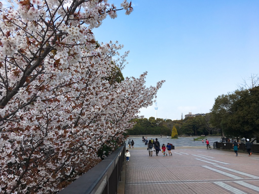 東京の穴場お花見スポット 木場公園でお花見ウォーキング 旅blog