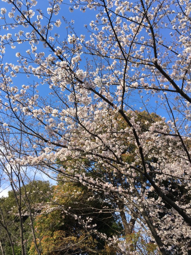 売店の横の桜