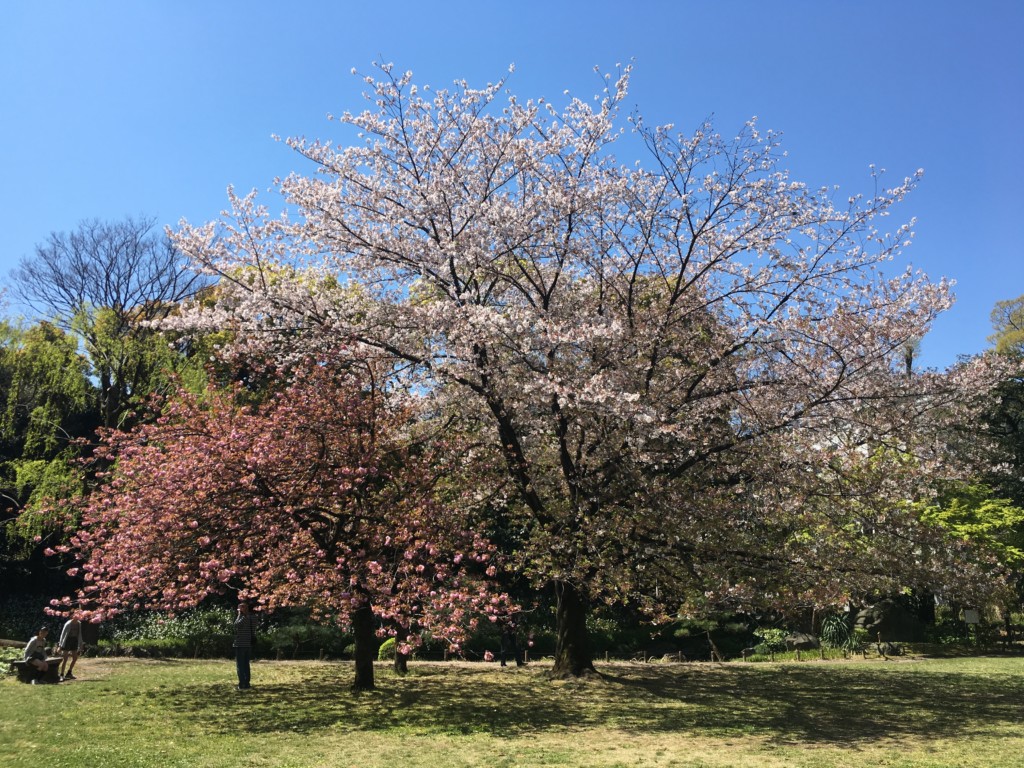 ソメイヨシノとサトザクラ