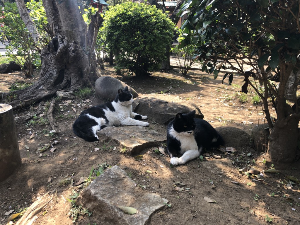 猫