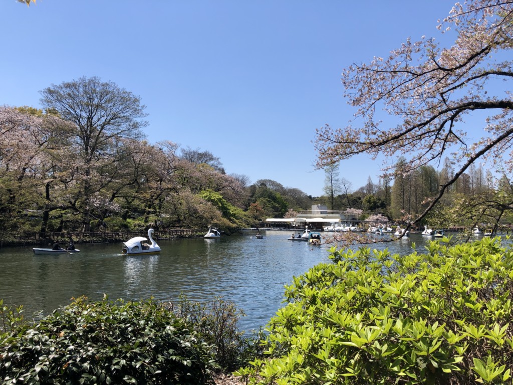 桜