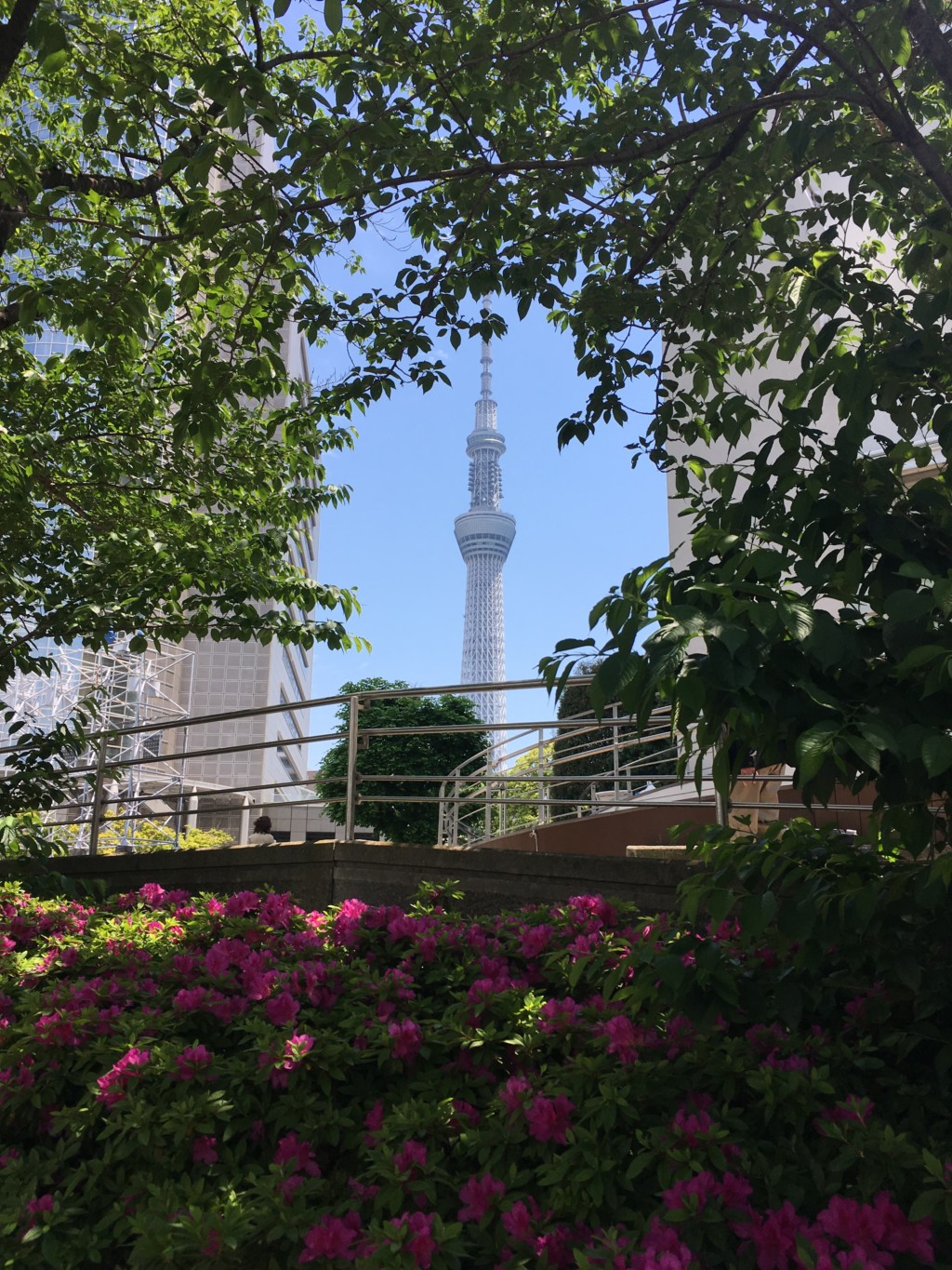 スタート地点横のスカイツリー
